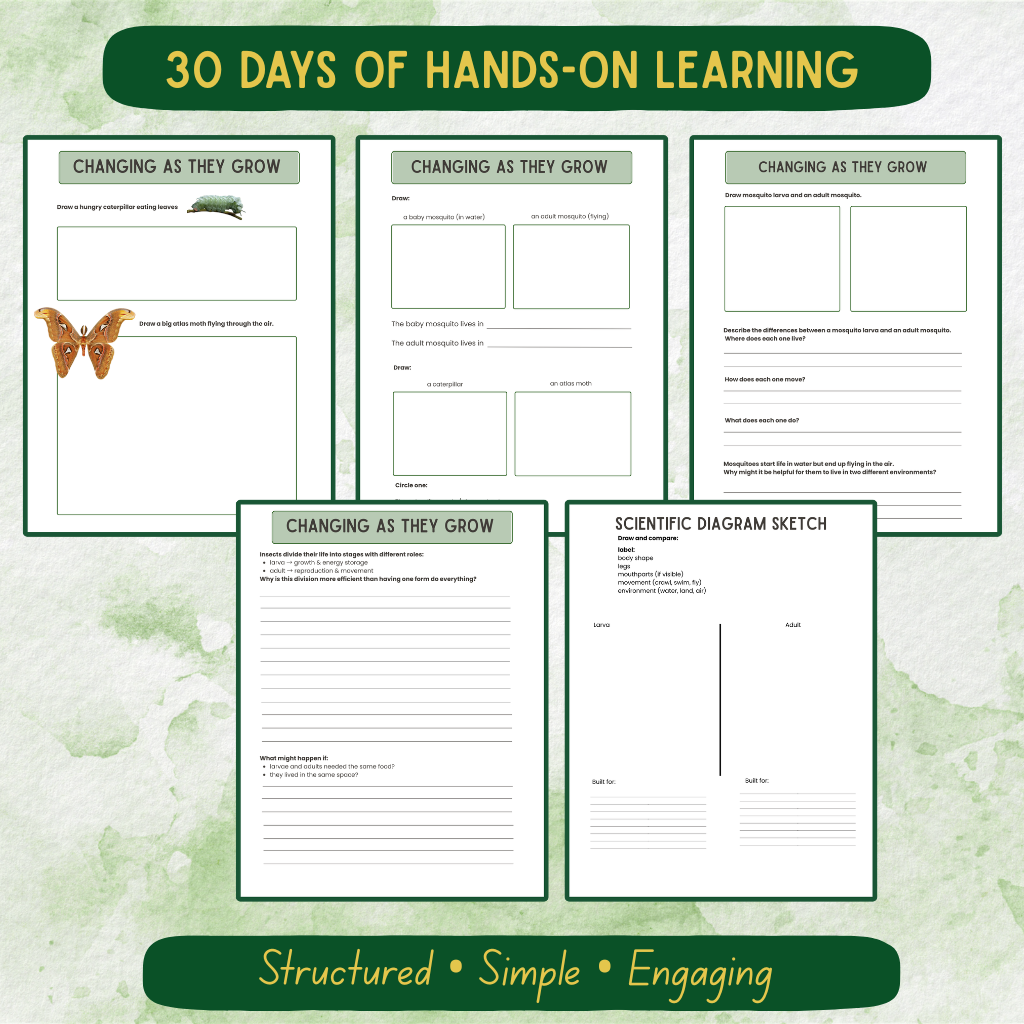 Bug Journal Bundle All Levels (Pre-K–Middle School)