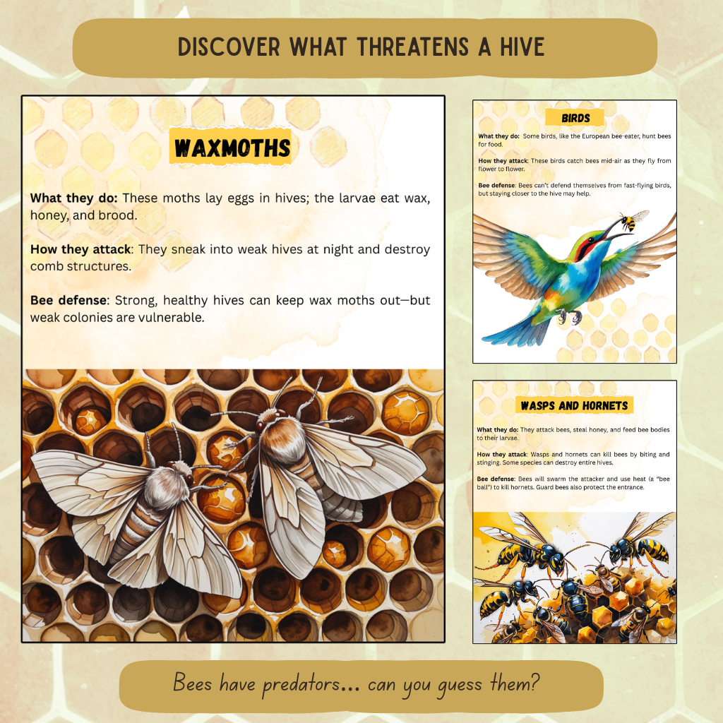 Inside The Hive - Honeybee Unit