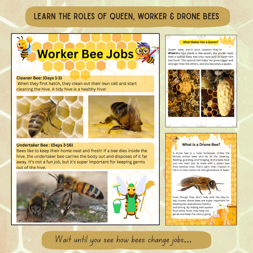 Inside The Hive - Honeybee Unit