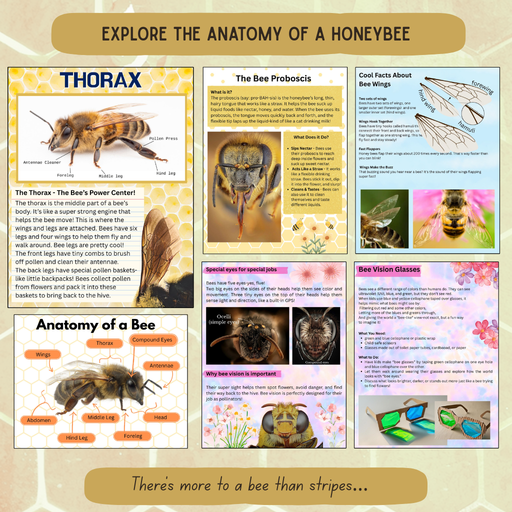 Inside The Hive - Honeybee Unit