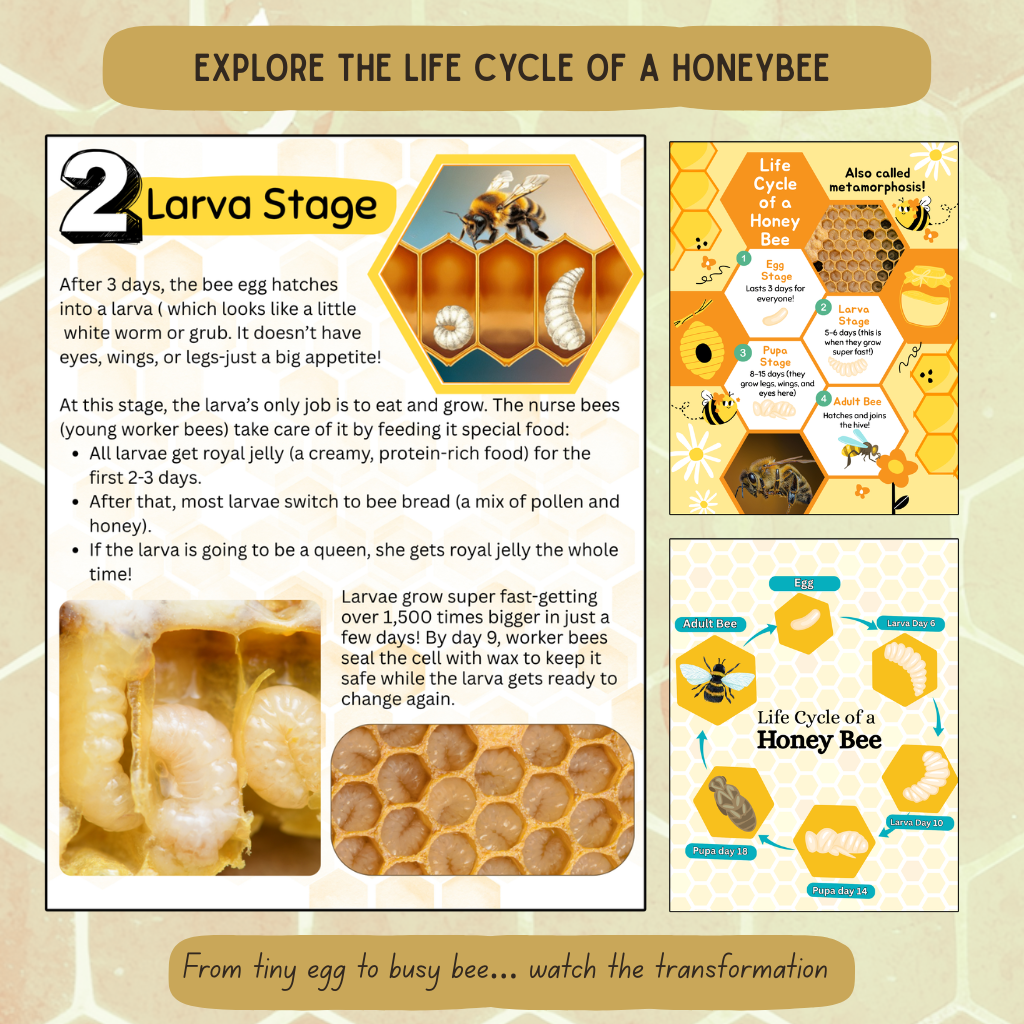 Inside The Hive - Honeybee Unit