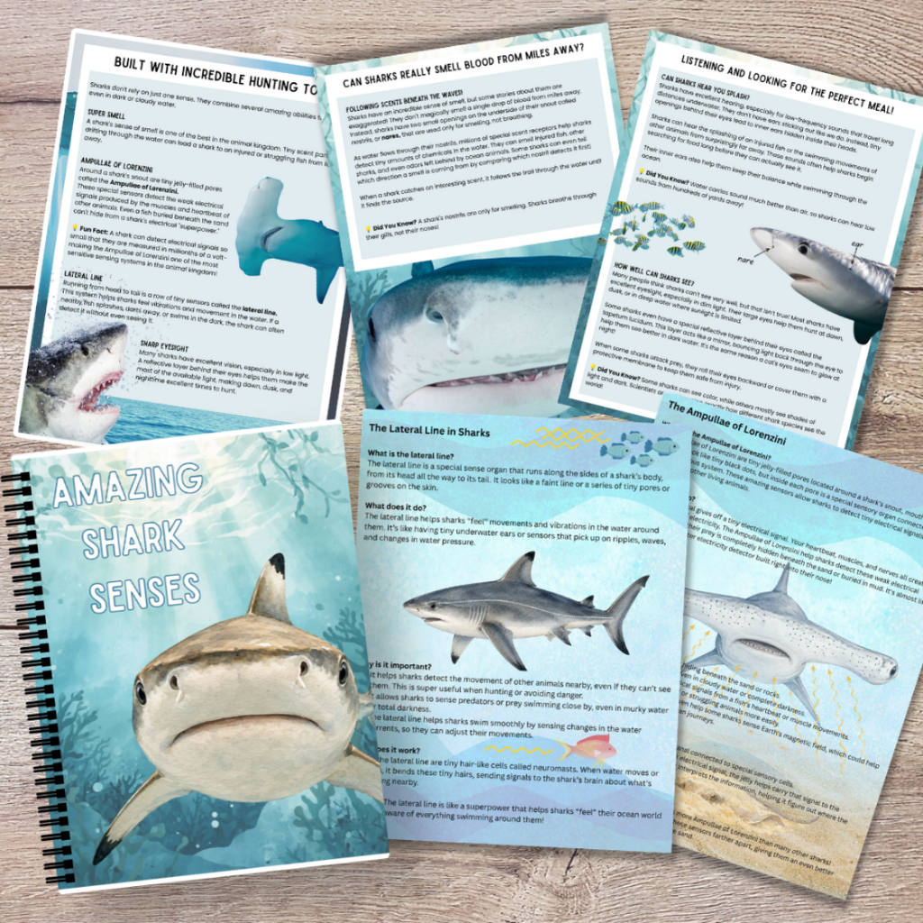 Ultimate Shark Unit Study