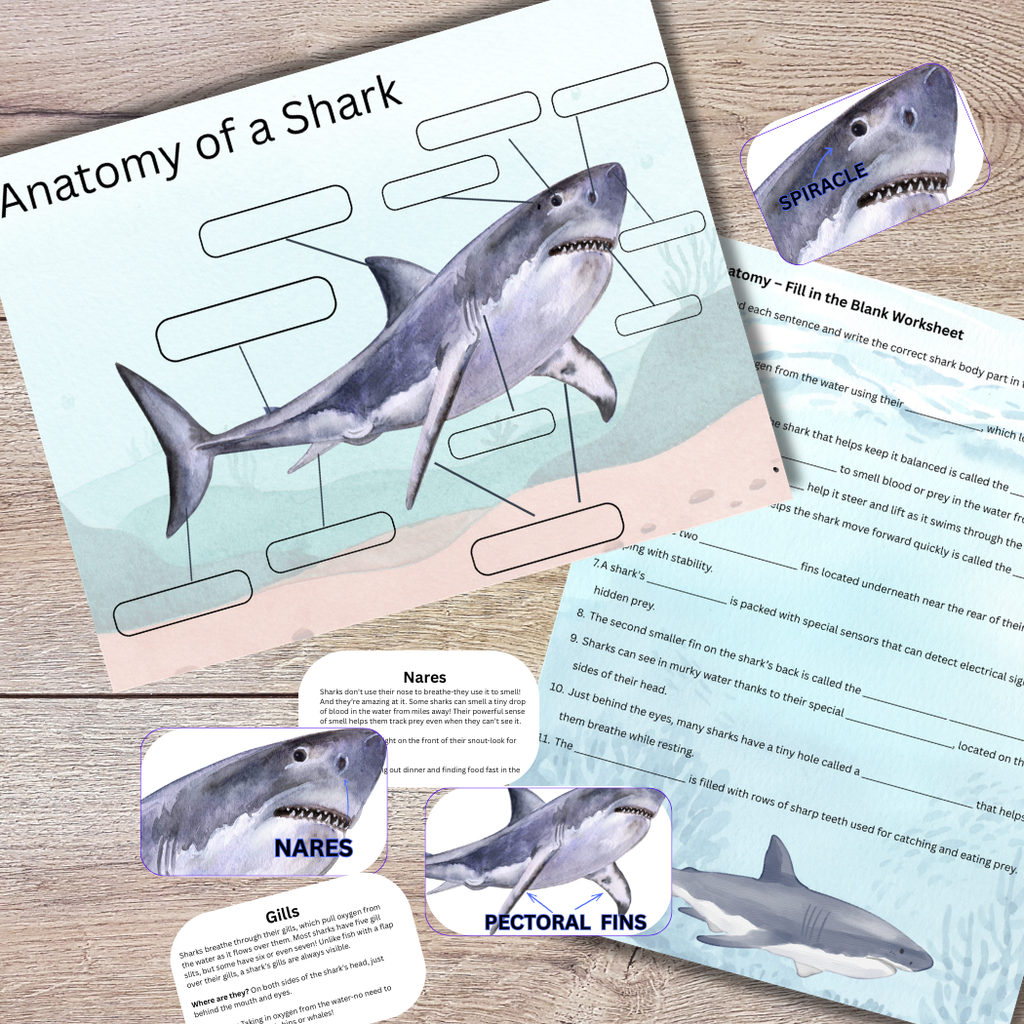 Ultimate Shark Unit Study