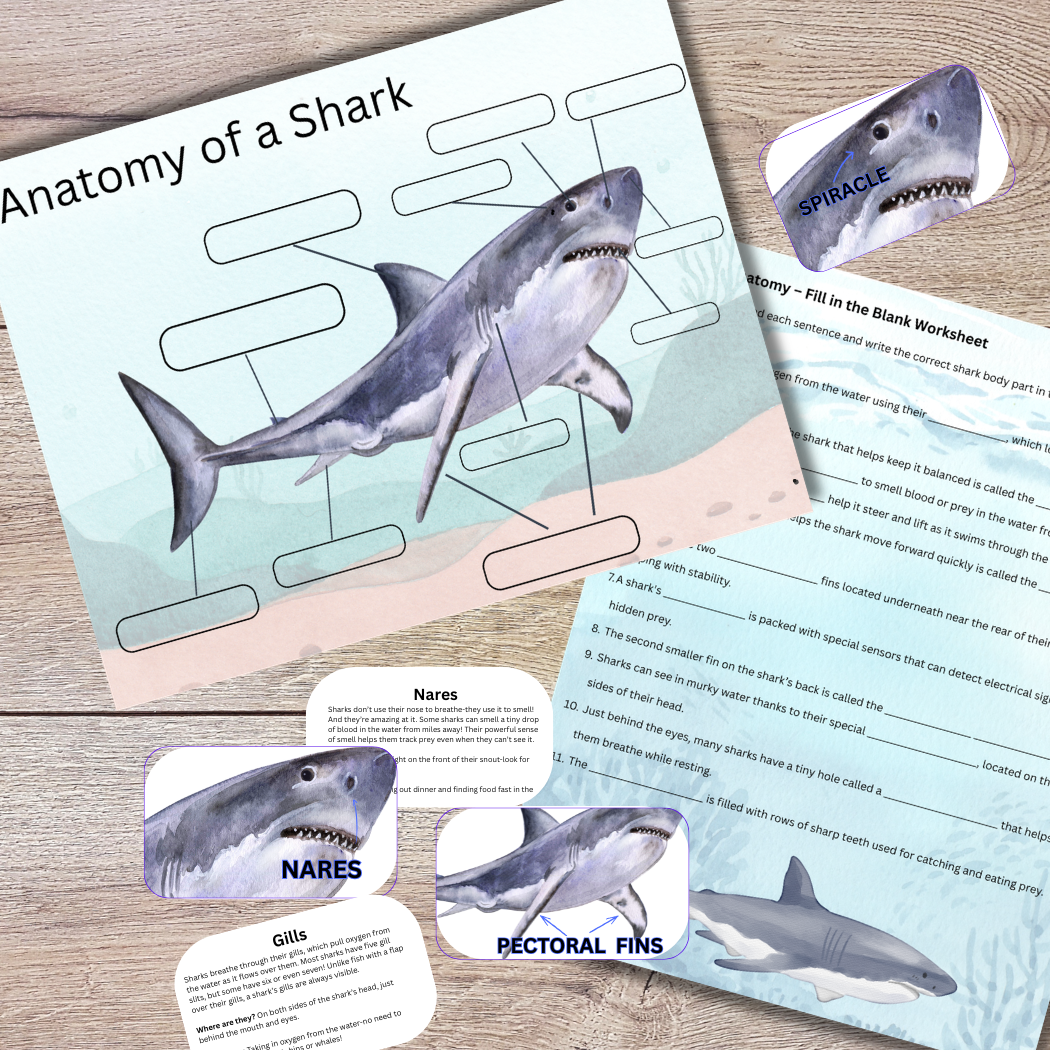 Ultimate Shark Unit Study