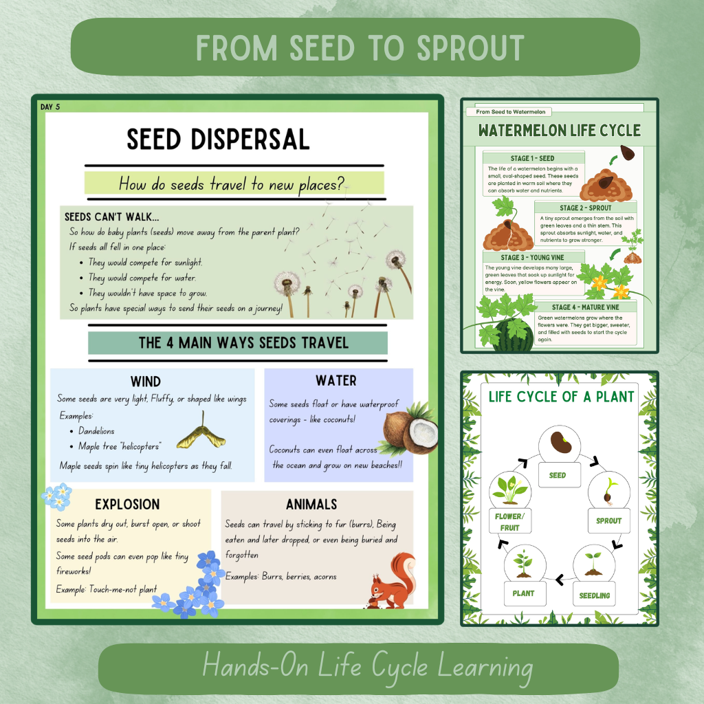 Plant Life Cycle Unit (K–2)