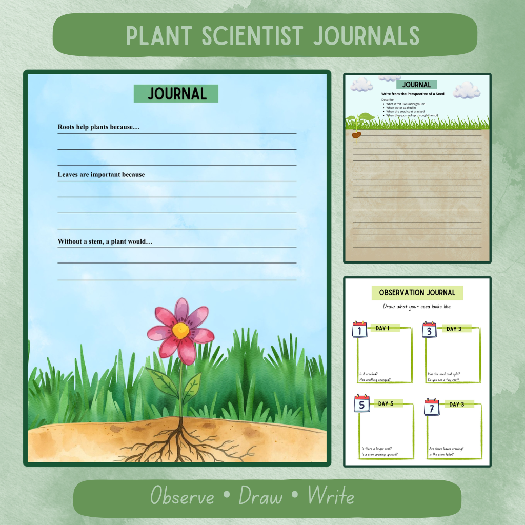 Plant Life Cycle Unit (K–2)