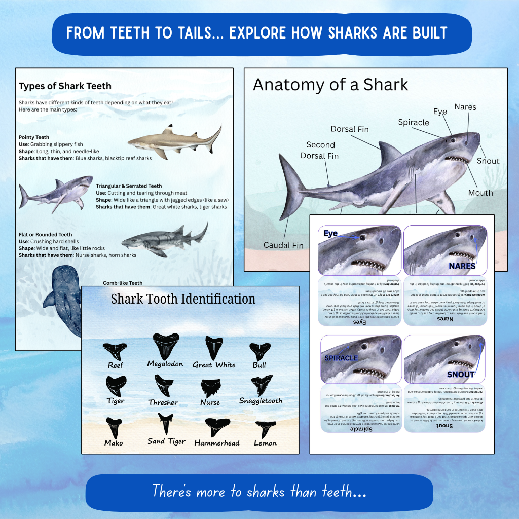 Shark Unit