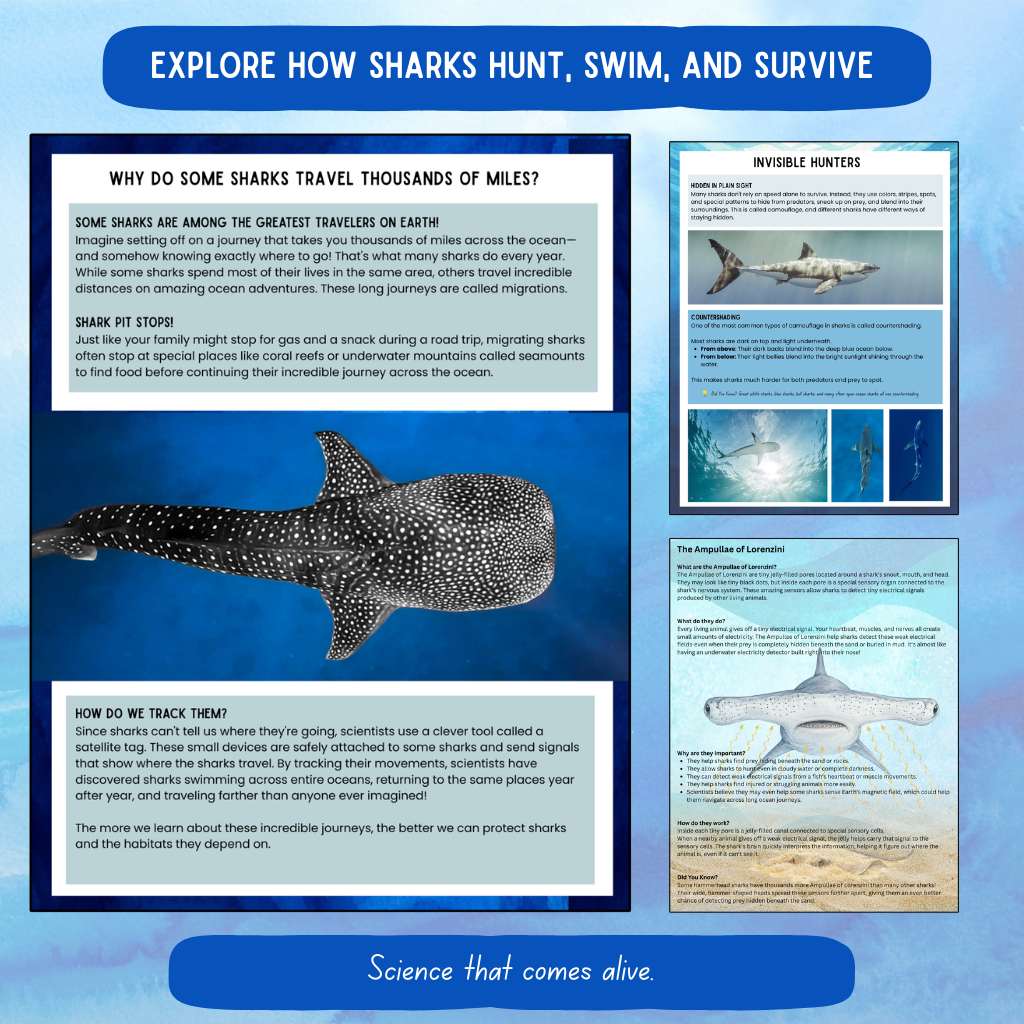 Ultimate Shark Unit Study